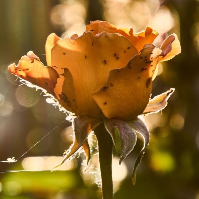 Rose Plant Diseases and Pests: Signs and Solutions