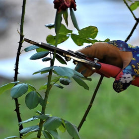 pruning roses
