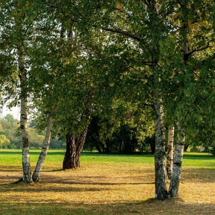 Garden Jobs for September