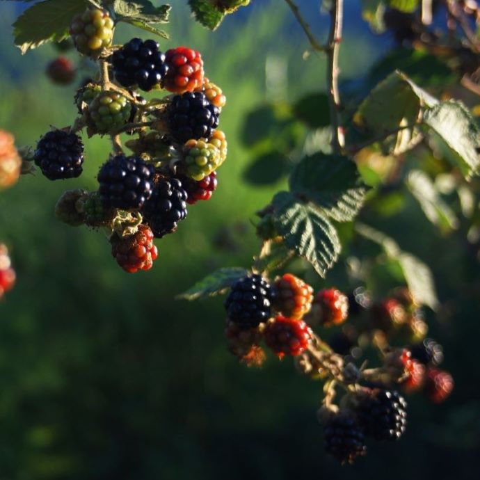 5 Soft Fruit Plants for Shade
