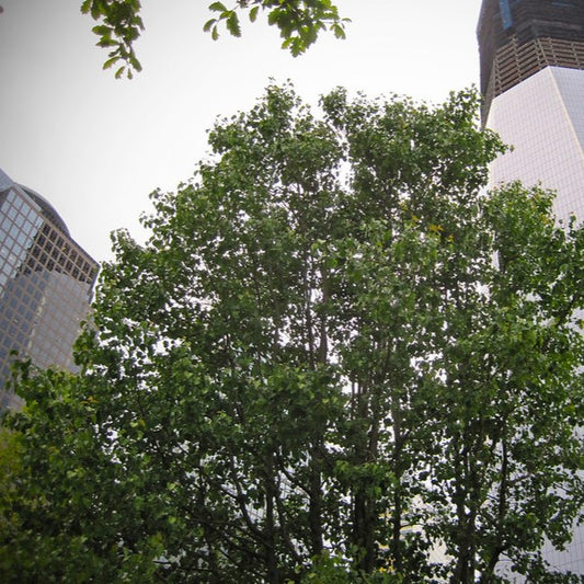9/11 survivor tree