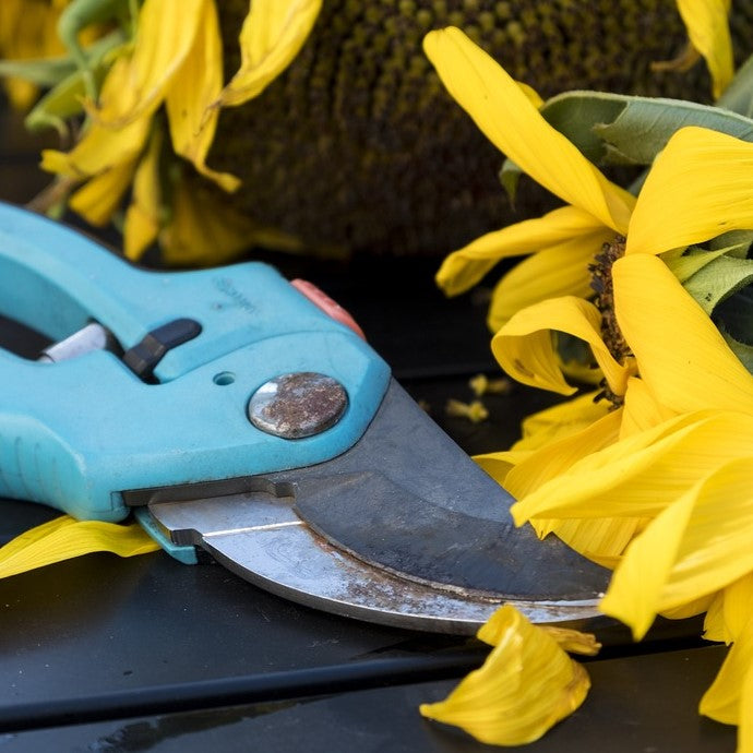 Garden Jobs for July