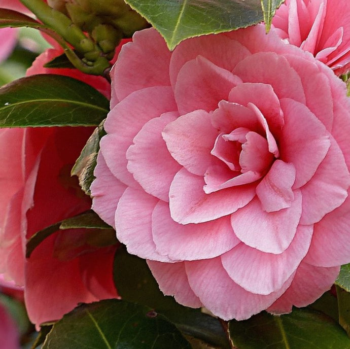 The Complete Guide to Growing Camellias