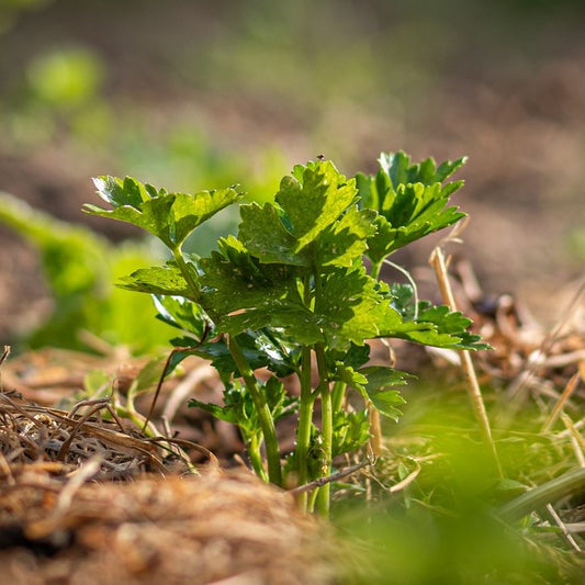 how to grow celery