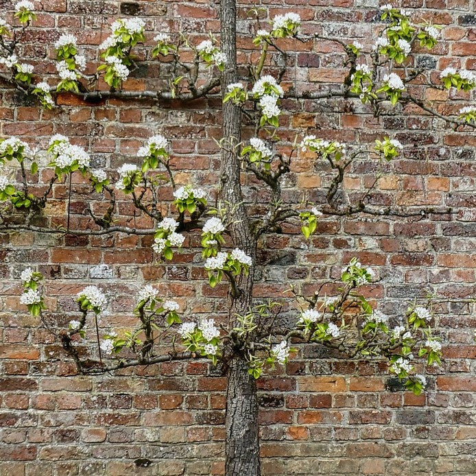 Espalier Apple Trees: A Grower's Guide