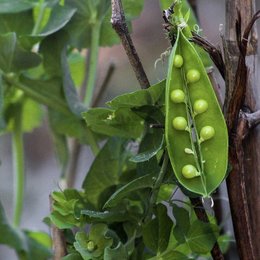 how to grow peas