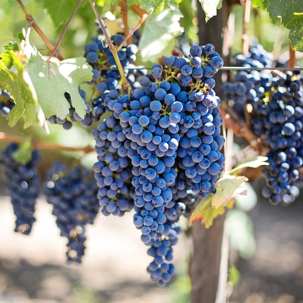 How to grow Grape vines: Care Tips