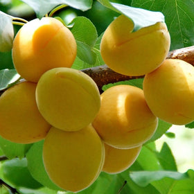 How to Grow Apricots: Care Tips