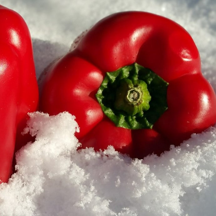10 Things you need to know about Growing Winter Vegetables