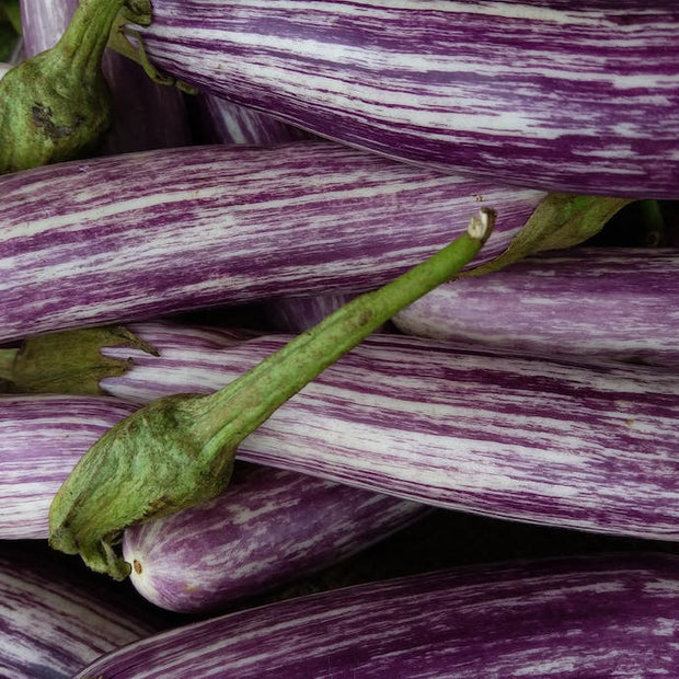 How To Grow Aubergines