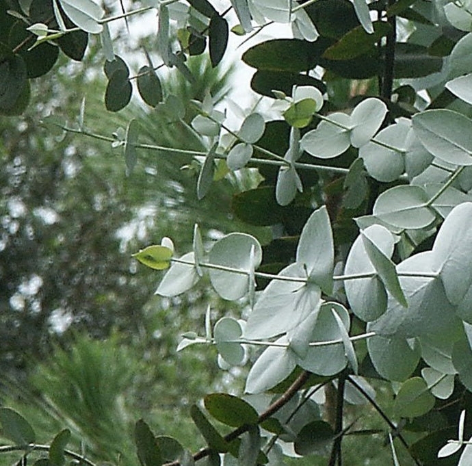 Everything you always wanted to know about Eucalyptus trees* (* but were afraid to ask)