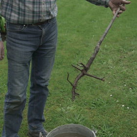 transplanting trees