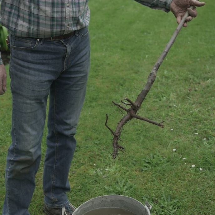 Transplanting Trees: Explained by Our Grower – Roots Plants