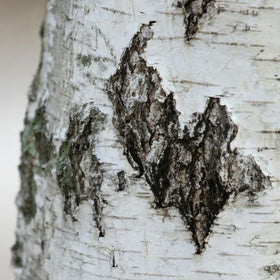 trees with interesting bark