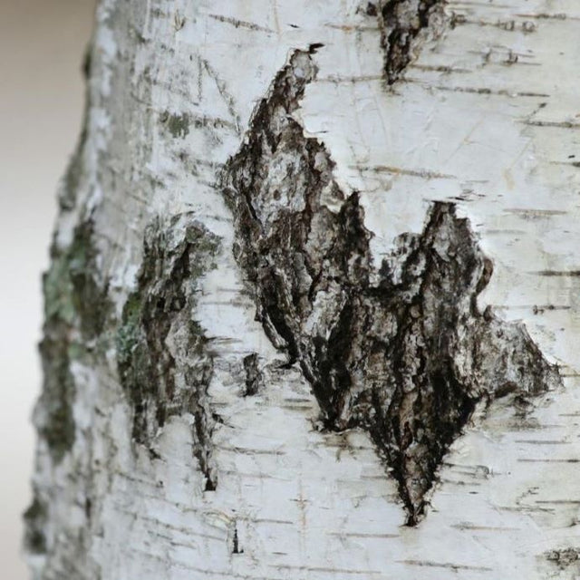trees with interesting bark