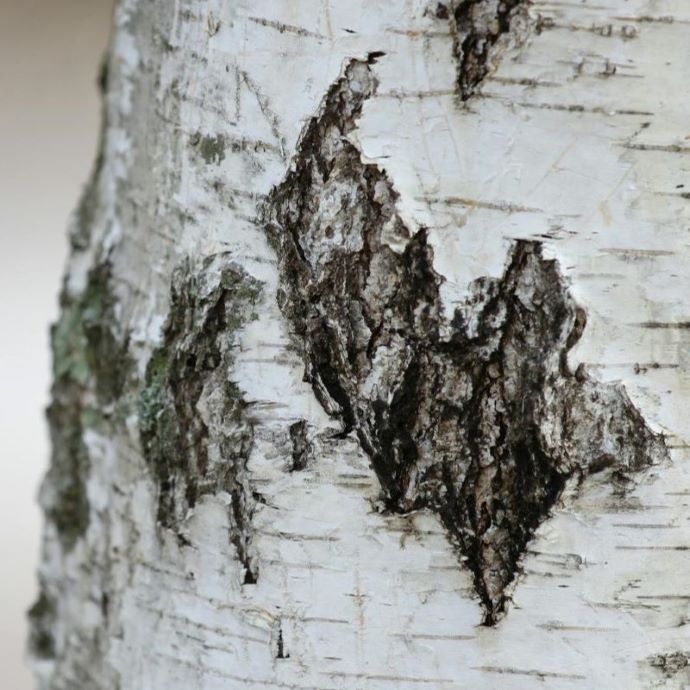 The Top 10 Trees with Interesting Bark