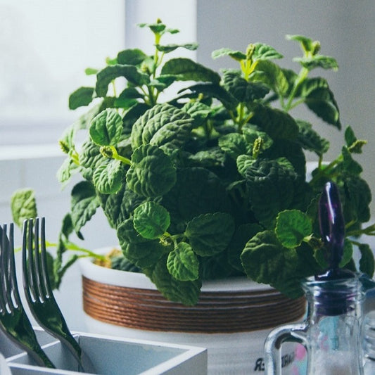 types of mint