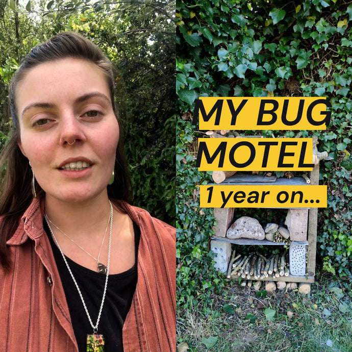 My Bug Motel - One Year On