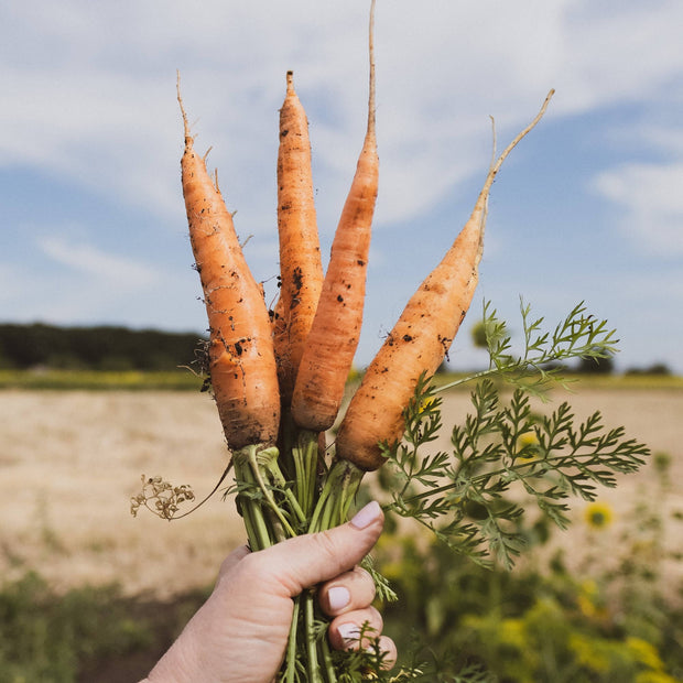 Growing Carrots: The Complete Guide