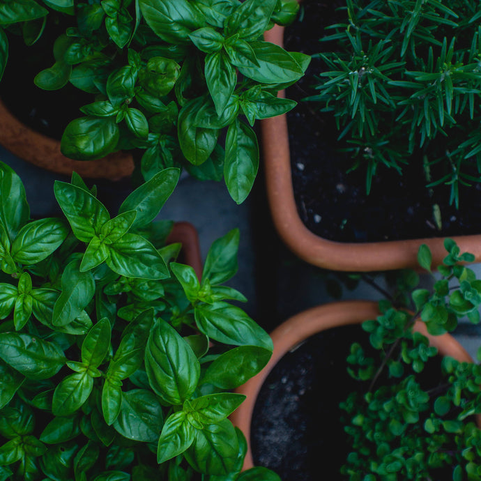 Growing Herbs: A Beginner’s Guide