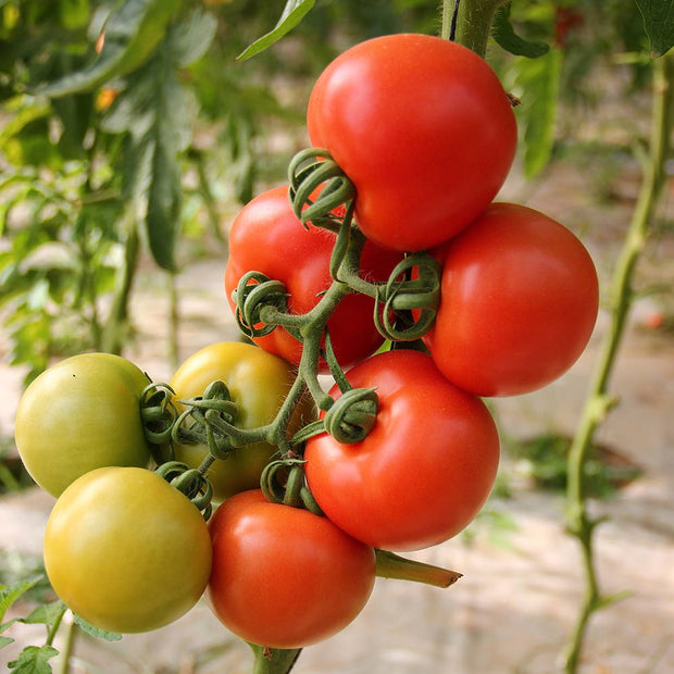 Growing Tomatoes: The Complete Guide