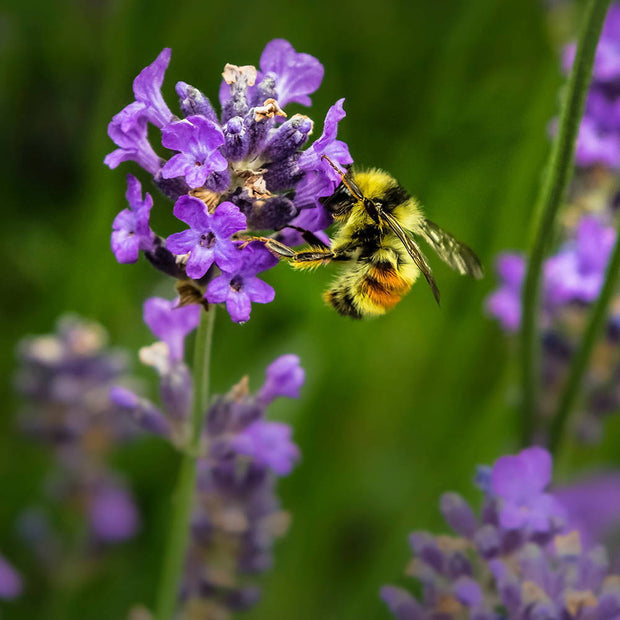 10 Best Plants to Attract Bees to Your Garden