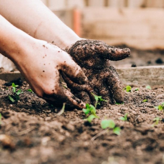 Vegetable Planting Calendar UK (And When to Harvest)