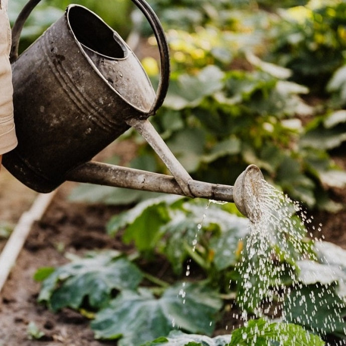 How Often and When to Water Your Plants