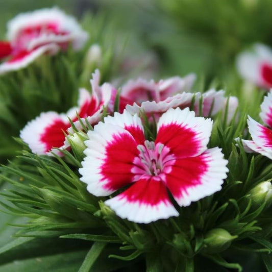 reasons to grow dianthus