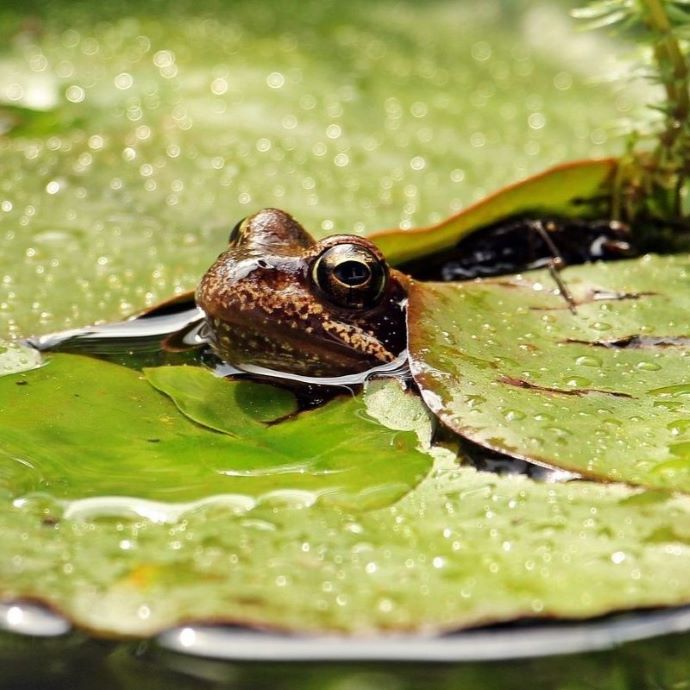 Wildlife Pond Ideas, Plants and Tips to Attract Nature