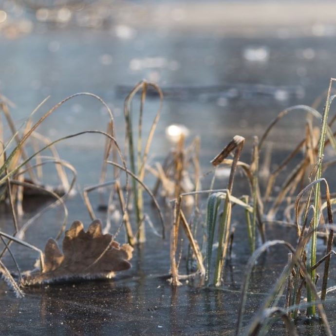 Winter Pond Plants: Care Guide