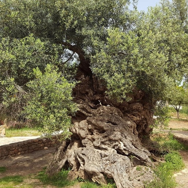 world's oldest trees