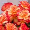 Begonia Plants