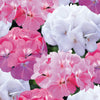 Geranium and Pelargonium Plants
