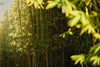 bamboo plants