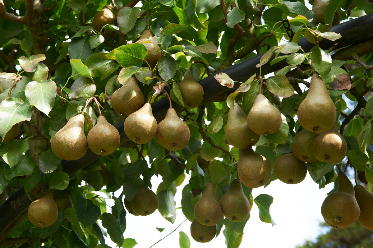 Bare Root Pear Trees for Sale: Grown in the UK – Roots Plants