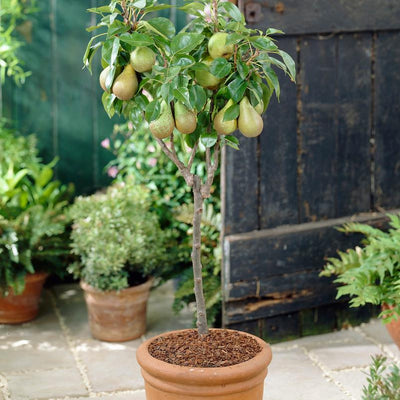 Dwarf / Patio Fruit Trees