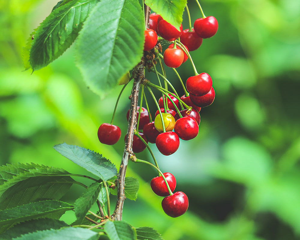 Cherry Trees: Pick Sweet Cherries Straight from the Branch - Roots Plants