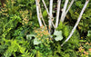 Woodland Garden Plants