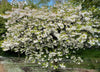 Cherry Blossom Trees