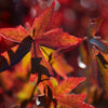Trees for Autumn Colour