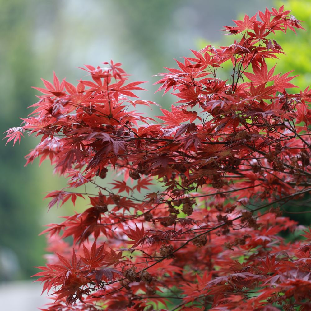 Plant Sale: Buy Cheap Plants Online – Roots Plants