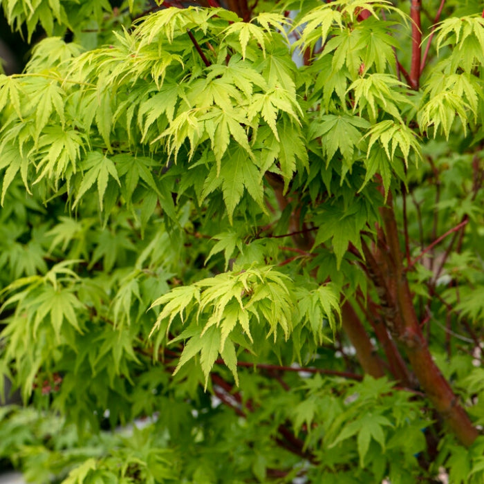 Acer Trees