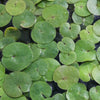 Deep Water and Floating Pond Plants
