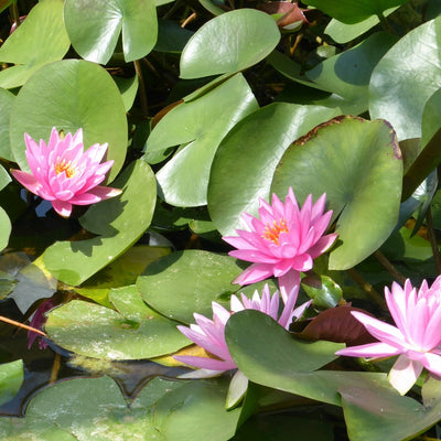Plants for Sunny Ponds