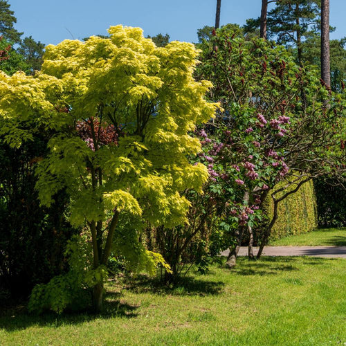 Trees