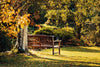 trees for sale