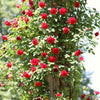 Climbing Roses