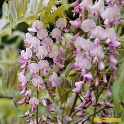 Scented Climbing Plants