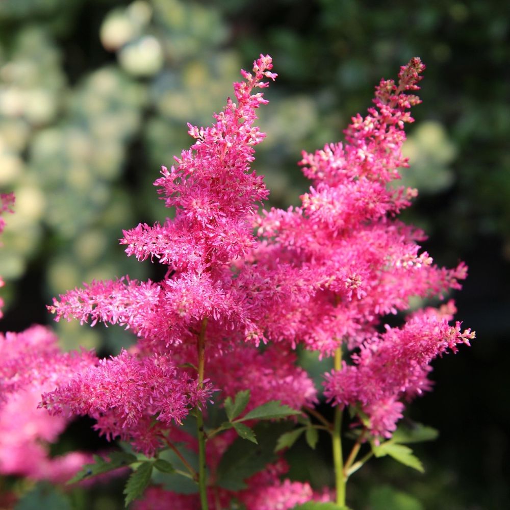 Perennials for Damp Soil – Roots Plants